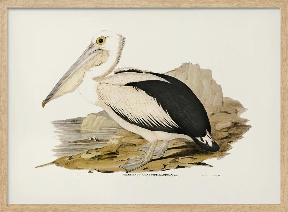 Australian Pelican Poster