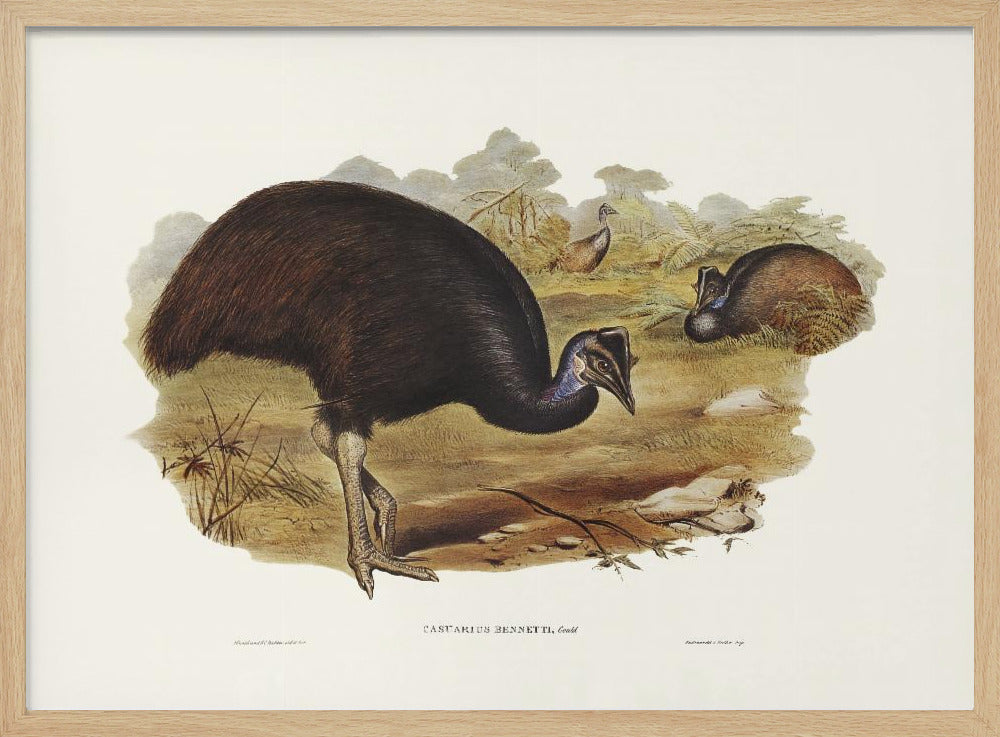 Bennett&#039;s Cassowary Poster