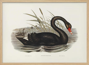 Black Swan Poster