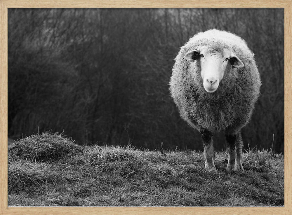 Wondering sheep Poster