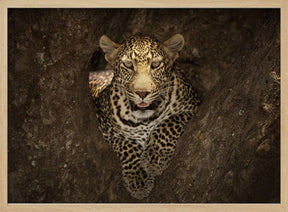 Leopard Resting on a Tree at Masai Mara Poster