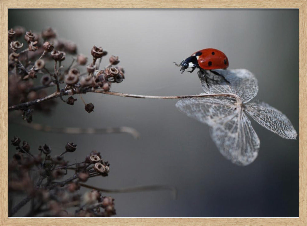 Ladybird on hydrangea. Poster