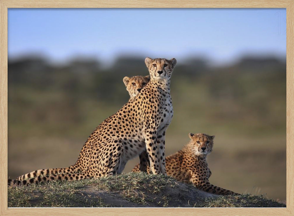 Cheetahs Family Poster