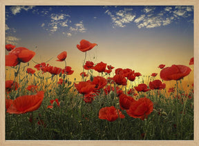 Poppies Poster