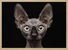 Sphynx Cat Poster