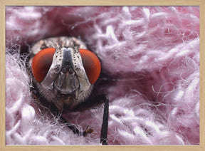 Pink blanket Poster