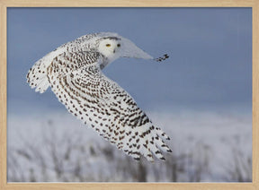 Snowy Owl Poster