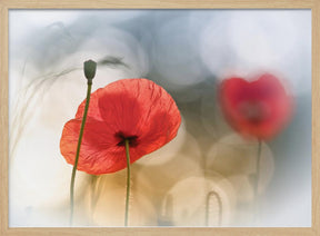 Morning Poppies Poster