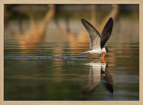 The African Skimmer Poster