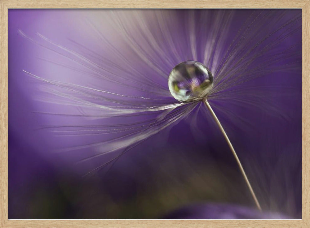 In shades of purple Poster