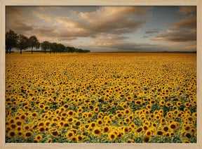 Sunflowers Poster