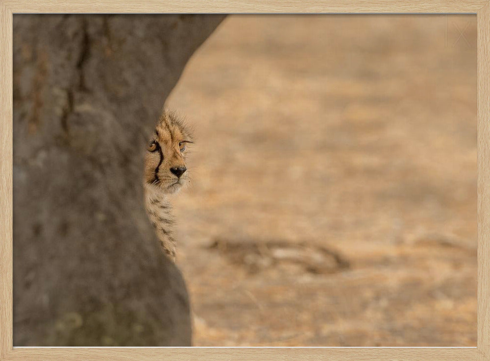 Cheetah hiding Poster