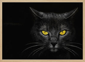 Black Cat Poster