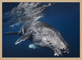 Humpback Whale Poster