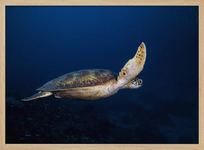 Green Turtle Poster