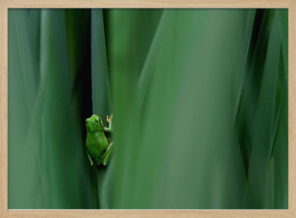 Stage curtain Poster