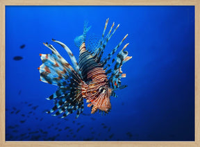 Lionfish Poster