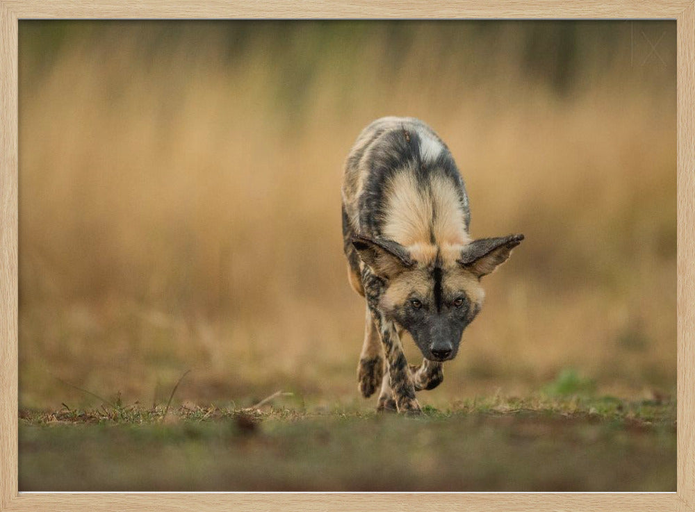 Painted Dog Stalk Poster