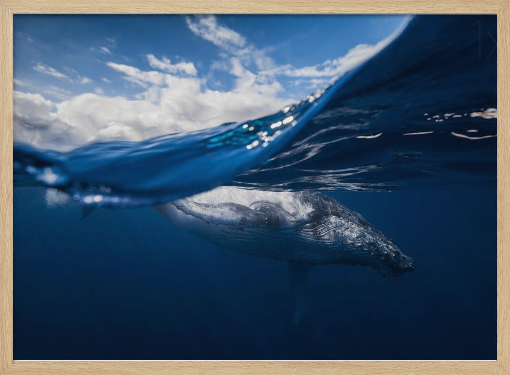 Humpback whale and the sky Poster