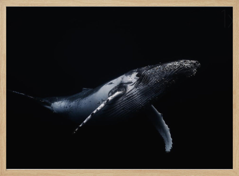Black &amp; Whale Poster
