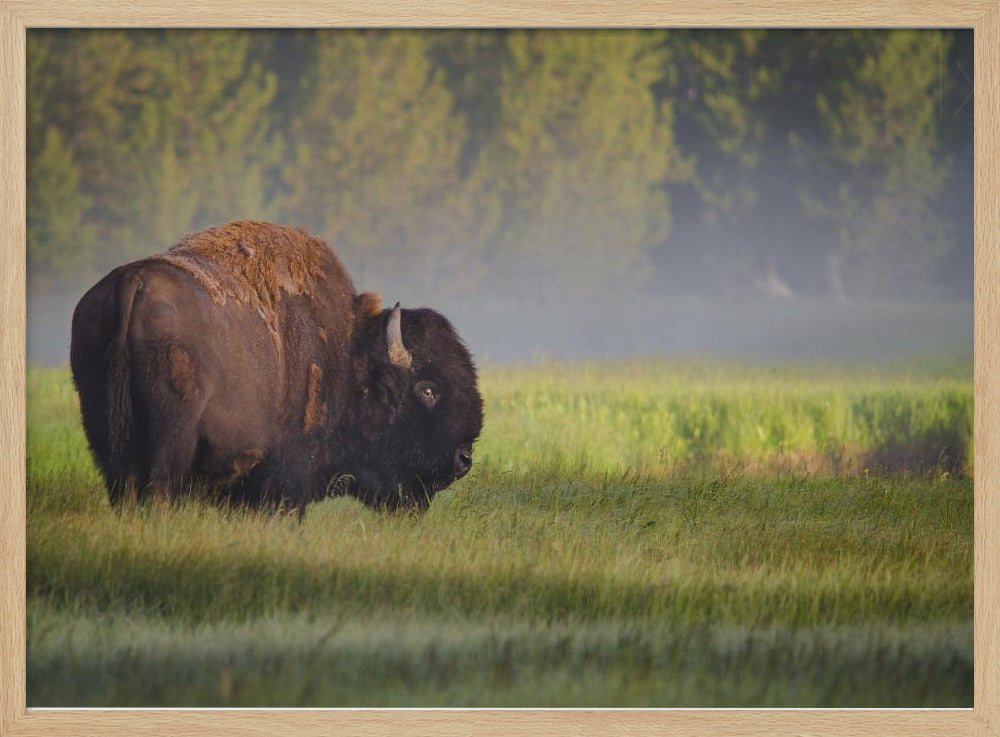 Bison in Morning Light Poster