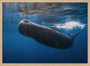 Sperm whale Poster