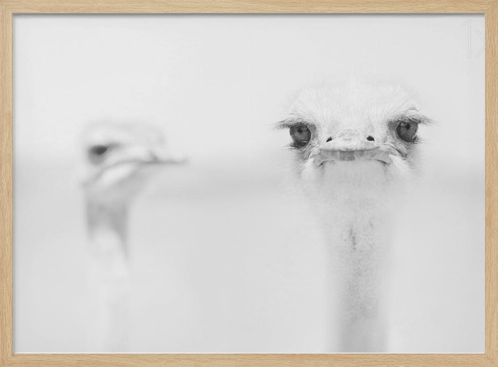 Funny ostrich Poster