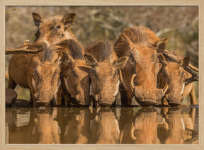 Warthog Family Reunion Poster