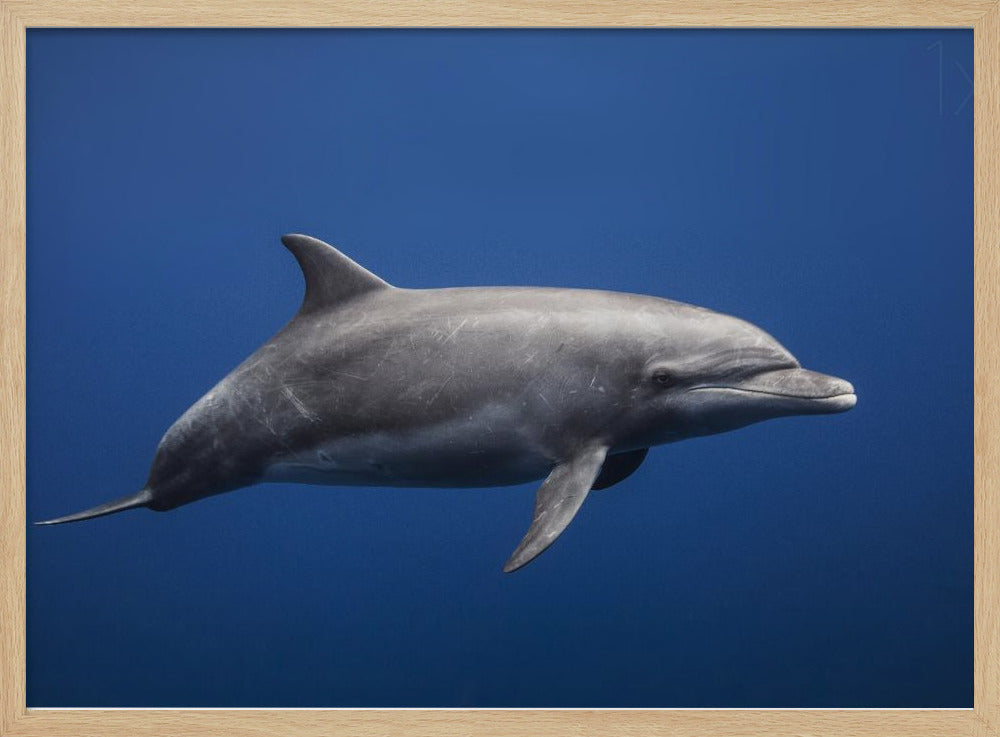 Dolphin Poster