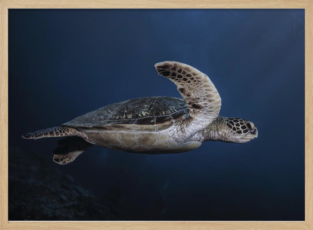 Marine life: Green Turtle Poster