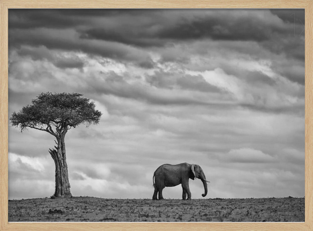 Elephant Landscape Poster