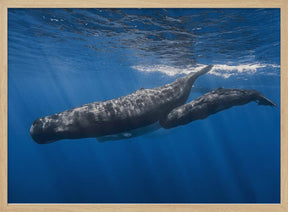 Sperm whale family Poster