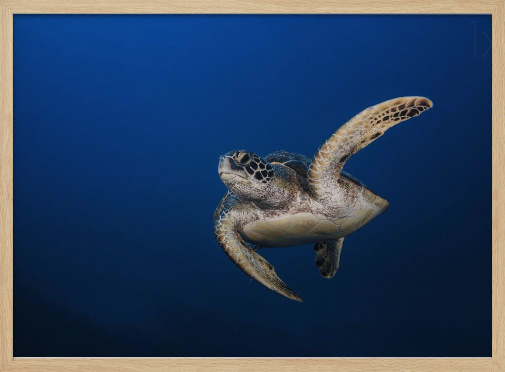 Green Turtle Poster