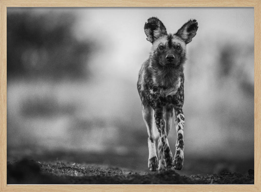 Monochrome Wild Dog Poster