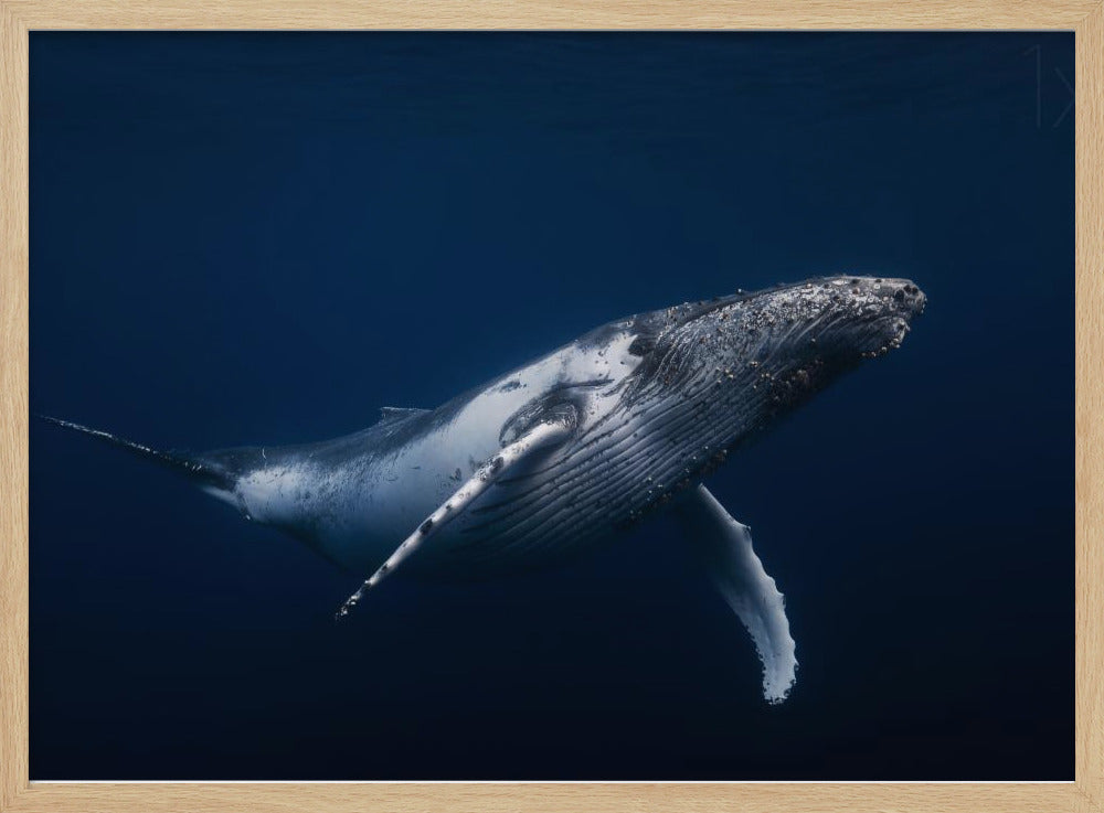 Humpback whale in blue Poster