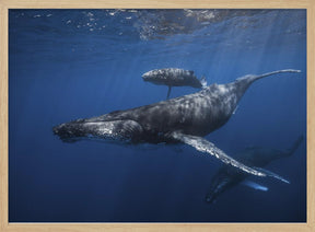 Humpback whale family's Poster