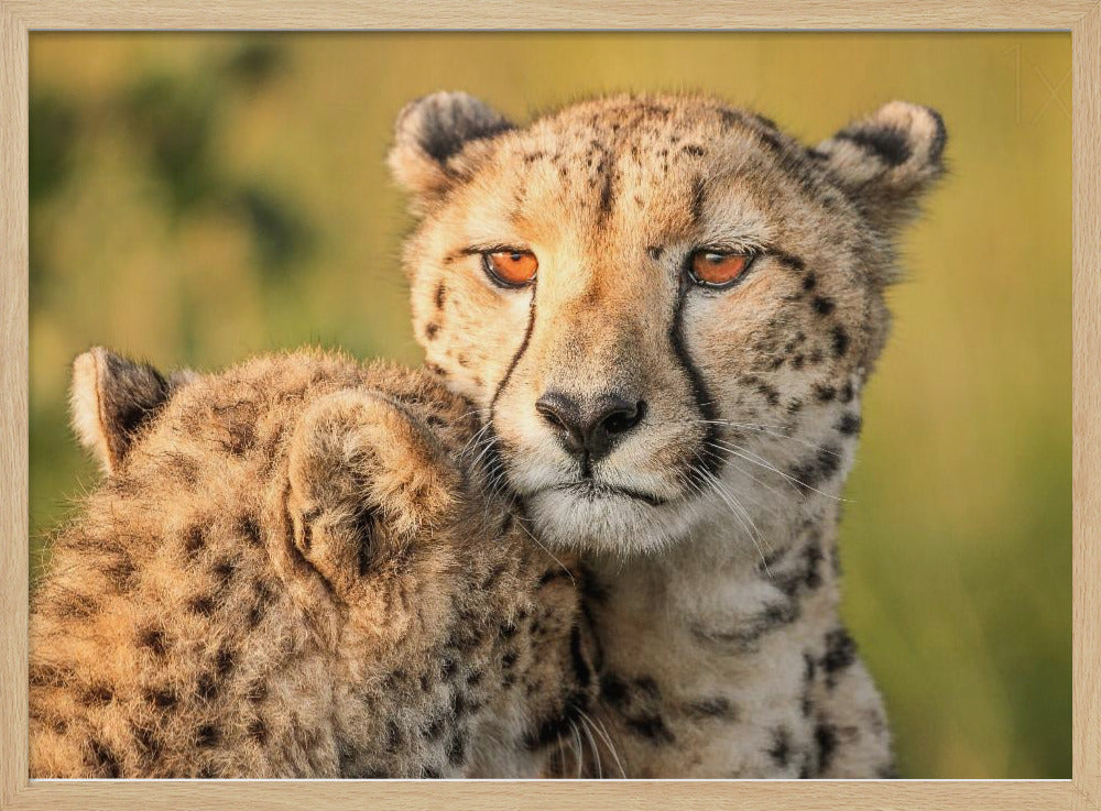 Cheetah eyes Poster