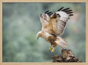 Buteo rufinus Poster