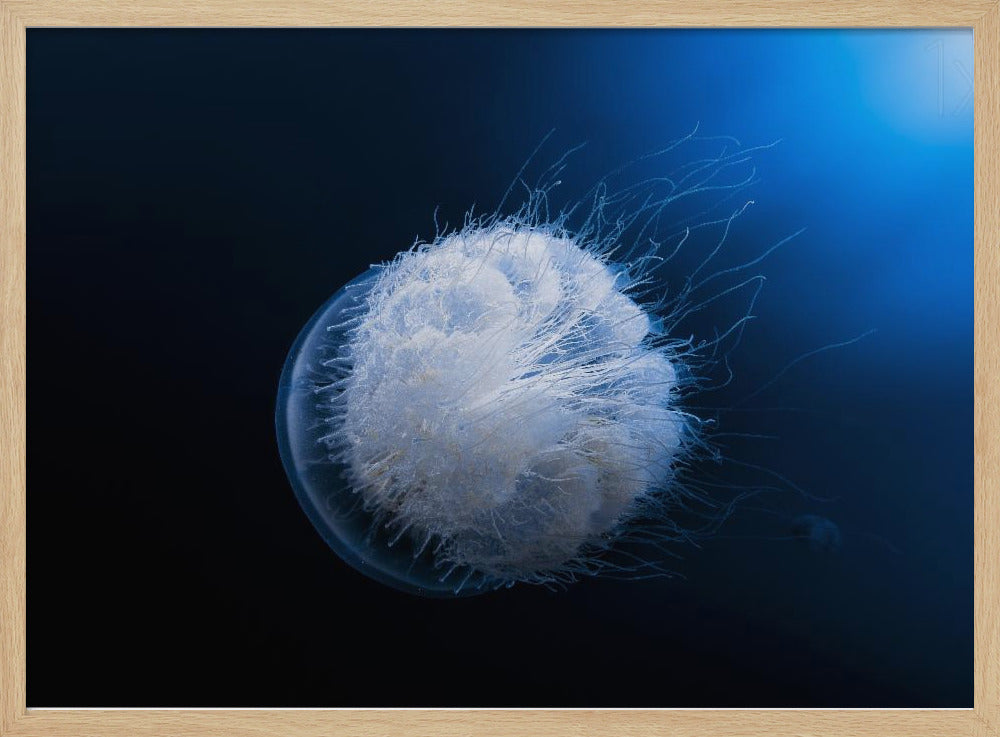 Jellyfish Poster