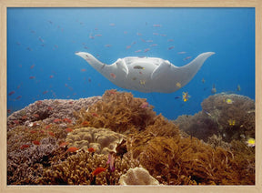 Natural aquarium Poster