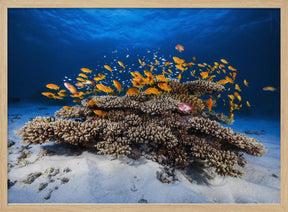 Marine Life Poster