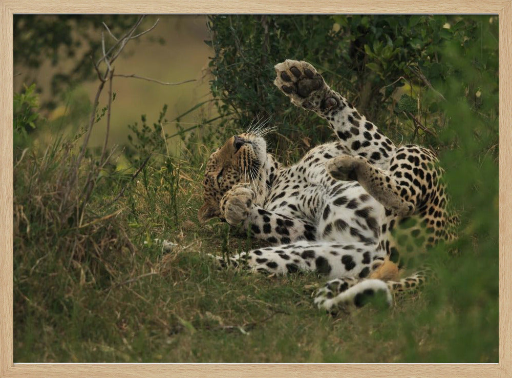 A leopard in Mara Triangle Poster