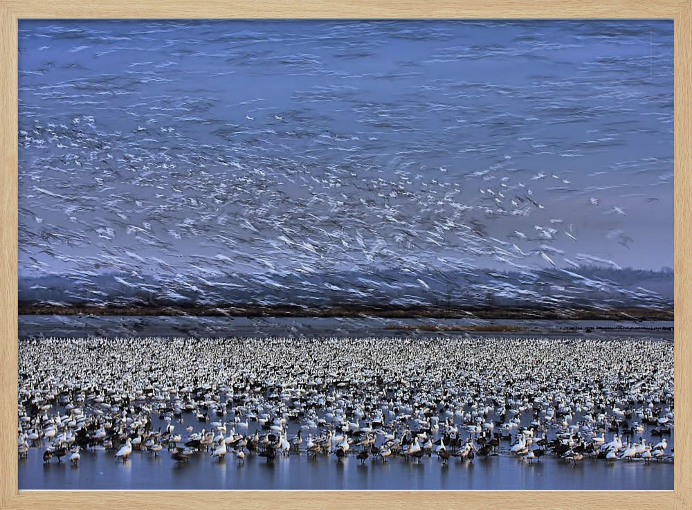 Before Dawn - A Day of Snow Goose Migration Poster