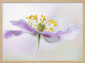 Wood Anemone Poster