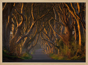 The Dark Hedges in the Morning Sunshine Poster