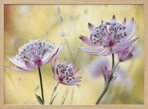 Astrantia Major Poster