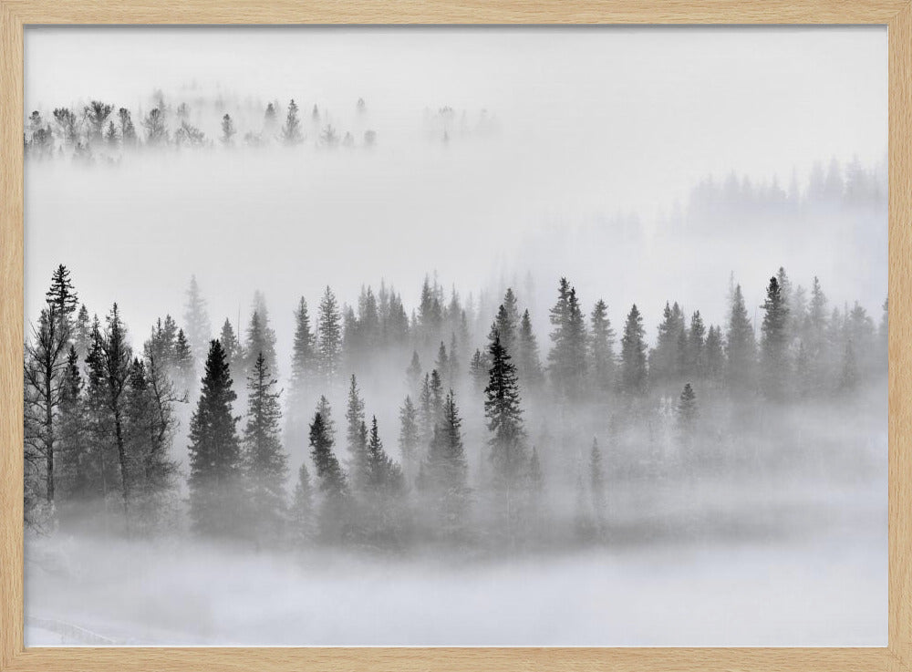 Foggy Forest Poster