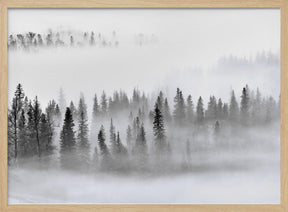 Foggy Forest Poster