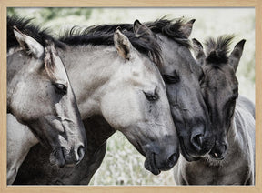 Four Konik Horses Poster