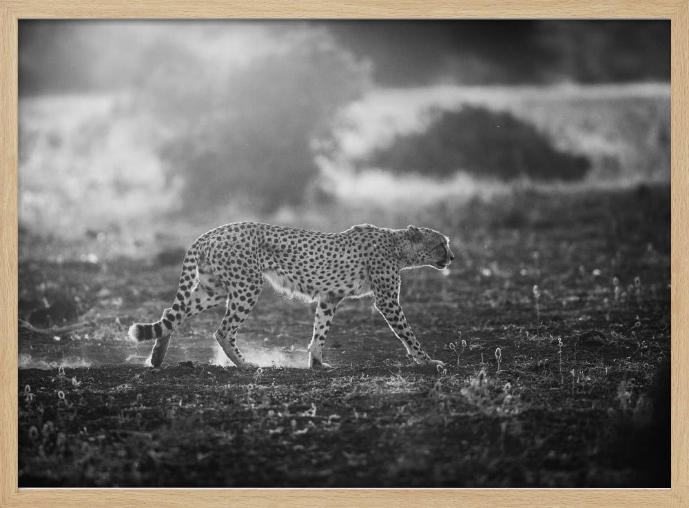 Backlit Cheetah Poster